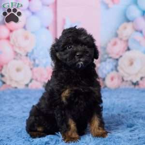 Grace, Mini Aussiedoodle Puppy